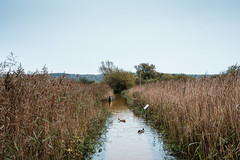 Flooded Leighton Moss