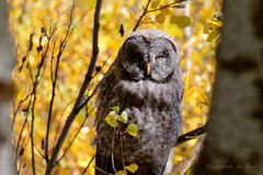Great Gray Owl Grand Teton National Park