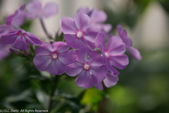 Wildflowers - Purple