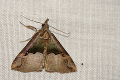 Erebidae, Herminiinae + Hypeninae, Thailand