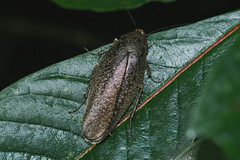 Cockroaches—Blattoidea