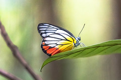 Papillons de Singapour et de Malaisie