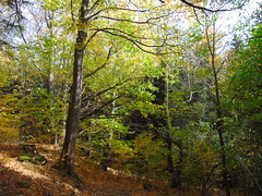 Międzygórze, Autumn forest. Part 2.