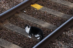 Railway cats