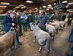Annual Prize Show and Sale of Swaledale Rams, Kirkby Stephen Auction Mart, October 2019