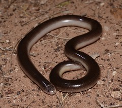 Blind Snakes (Typhlopidae)
