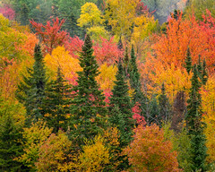 Vermont Fall Foliage 2019
