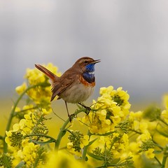 oiseaux dans la nature