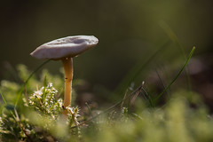 Champignons - Mushroom - 23 Octobre 2019