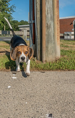 Beagle Walks