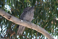 2019 Woodville Tawny Frogmouth