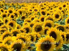 Holland Ridge Sunflower