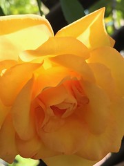 Golden Rose In My Garden