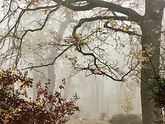 Mysterious Fog
