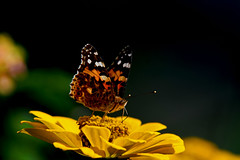 Butterfly Kalimpong