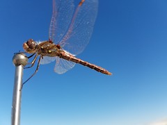 Dragonfly 10.22.19