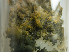 20191024 Cave Algae Cyanobacteria