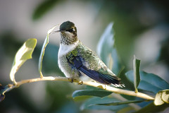 backyard hummingbirds fairhope, alabama