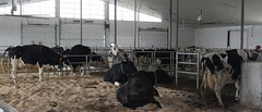 2019 Dairy Farm Visit