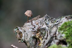 WUR monitor_paddenstoelen