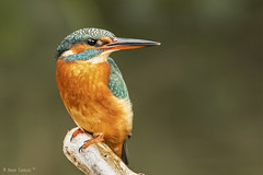 Guarda-rios | Common Kingfisher (Alcedo atthis) ♀