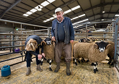 Skipton Auction Mart, Show and Sale of Dalesbred Sheep, October 2019
