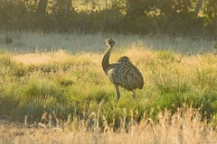 Ratites - Ostriches, Rheas, Tinamous, Emus, Cassowaries