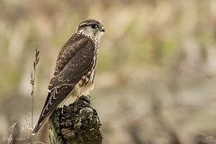 Esmerilhão (Falco columbarius)