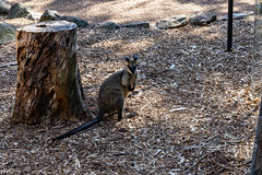 kangaroo (incl tree kangaroo)