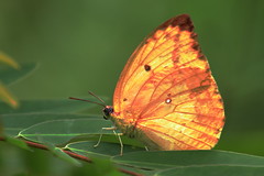 butterfly 蝴蝶