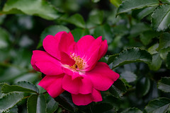 Rose - Flower Carpet Pink