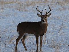 RMANWR White-tailed Deer 10/30/19