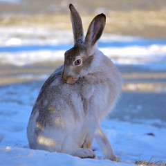 Rabbit (Hare)