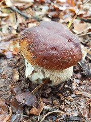 Mushrooms, Pilze