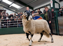 Hawes Auction Mart, Annual Show & Sale of Swaledale Rams, October 2019