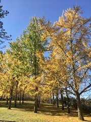 A visit to the ginkgo grove at the Blandy Experimental Farm and Virginia State Arboretum with Kris was in order today.