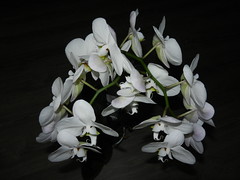 White orchid Oct.'19