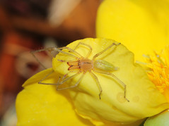 Spiders:Cheiracanthiidae