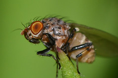 Diptera - Lauxaniidae
