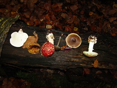 mushrooms /fungi ~UK