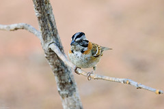 Passeriformes, Passerellidae - American Sparrows, Towhees, Juncos