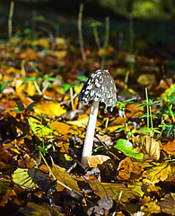 Fungi/Mushrooms