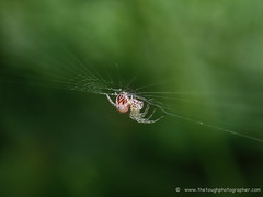 SPIDERS:  Orbweavers (Family Araneidae)