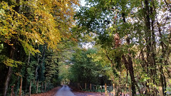 Woodlands Rd - The woods in autumn 2019