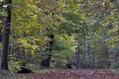 RSN : de Massy au Parc de Sceaux par la Forêt de Verrières, 08/11/2019