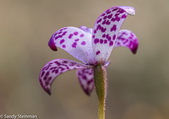 Orchids of Southwestern Australia