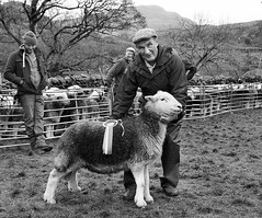 Walna Scar Shepherds Meet, Seathwaite, Cumbria 02/11/19