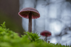 Mushrooms / Pilze