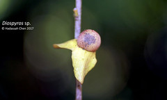 Diospyros sp. (Ebenaceae)