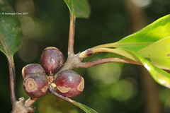 Coffea richardii (Rubiaceae)
